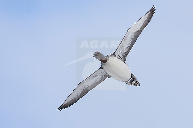 Red-throated Loon (Gavia arctica), adult in flight seen from below, Finnmark, Norway stock-image by Agami/Saverio Gatto,