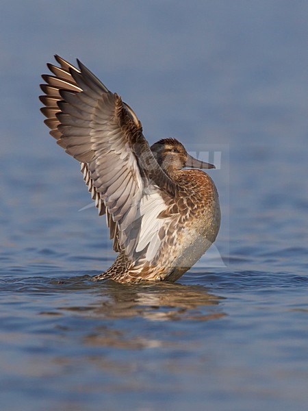 Zomertaling strekt vleugels; Garganey stretching wings stock-image by Agami/Daniele Occhiato,
