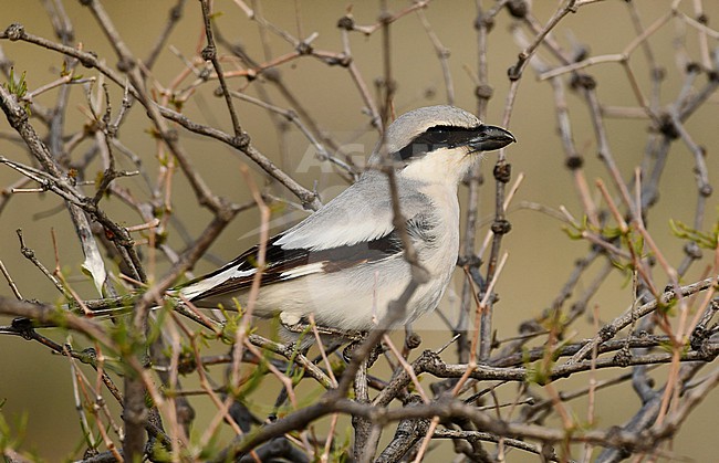 Lanius pallidirostris stock-image by Agami/Eduard Sangster,
