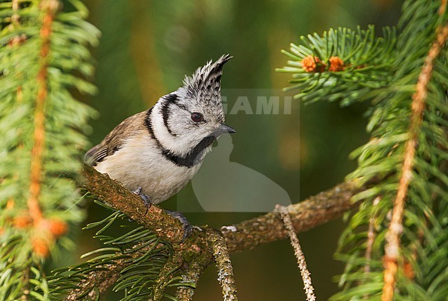 Crested Tit - Haubenmeise - Lophophanes cristatus ssp. cristatus, Germany, adult stock-image by Agami/Ralph Martin,