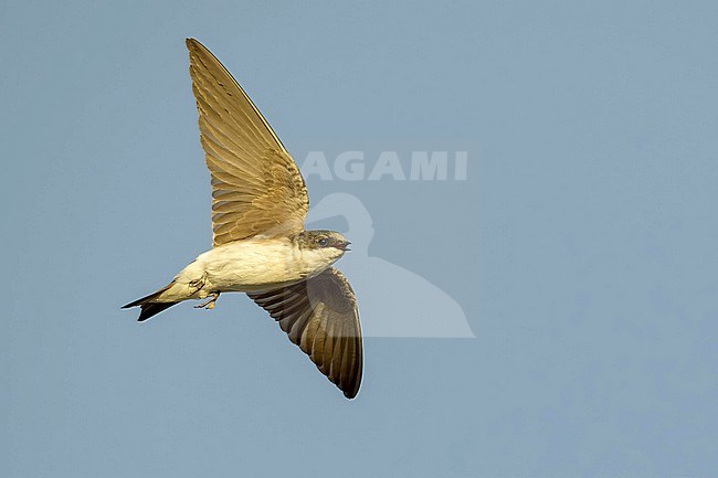 Tree Swallow, Tachycineta bicolor, in flight seen from below.
Imperial County, California, USA. stock-image by Agami/Brian E Small,
