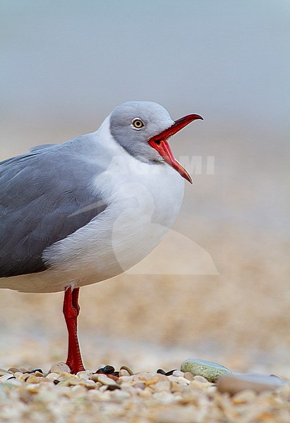 Adult Grey-headed Gull (Chroicocephalus cirrocephalus poliocephalus) in Italy. A rare vagrant from Africa. Standing on the beach. stock-image by Agami/Josh Jones,