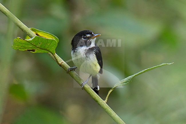 Zwart-witte Todietiran, Black-and-white Tody-Tyrant, Poecilotri stock-image by Agami/Dubi Shapiro,