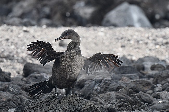 Flightless Cormorant (Nannopterum harrisi) on the island Isabela in the Galapagos islands. Drying its wings. stock-image by Agami/Laurens Steijn,