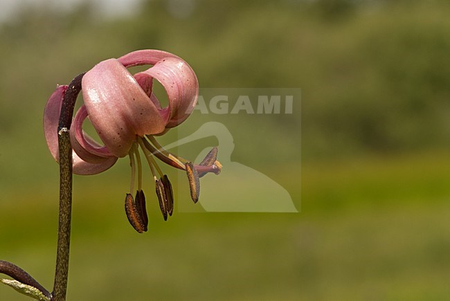 Flower of Martagon Lily, Bloem van Turkse lelie stock-image by Agami/Wil Leurs,