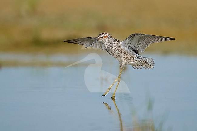 Adult breeding 
Galveston Co., TX
May 2023 stock-image by Agami/Brian E Small,