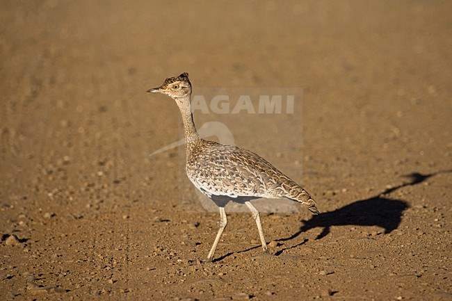 Sahel-kuiftrap, Red-crested Korhaan, Lophotis ruficrista stock-image by Agami/Marc Guyt,