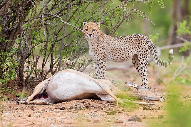 Cheetah (Acinonyx jubatus), a cub standing close to a caught Impala, Mpumalanga, South Africa stock-image by Agami/Saverio Gatto,