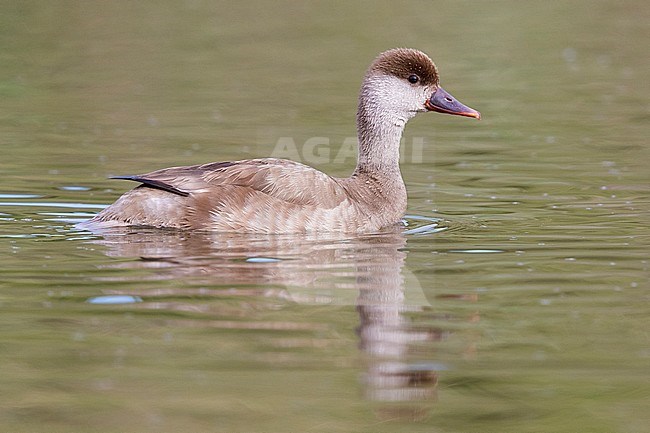 Red-crested Pochard (Netta rufina), side view of an adult swimming in the water stock-image by Agami/Saverio Gatto,
