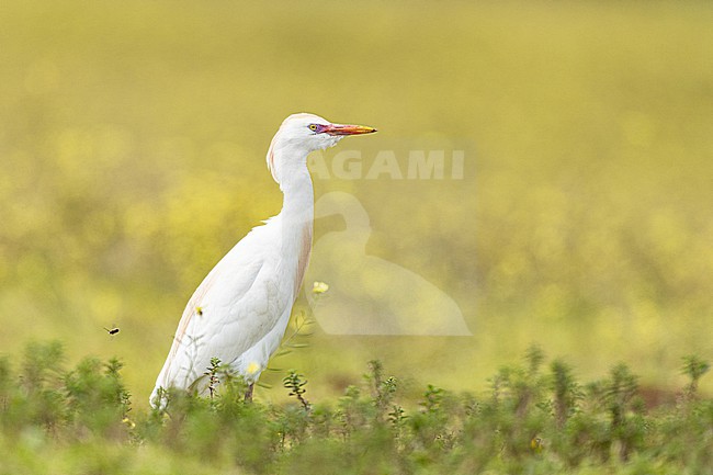 Koereiger, Cattle Egret, Bubulcus ibis stock-image by Agami/Menno van Duijn,