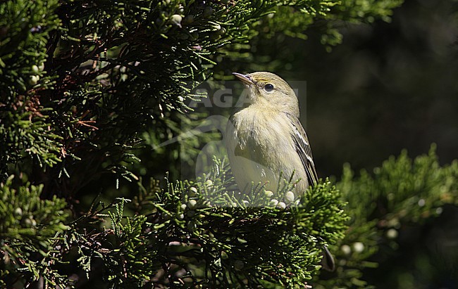 Blackpoll Warbler (Setophaga striata) during autumn migration at Cape May, New Jersey in USA. stock-image by Agami/Helge Sorensen,