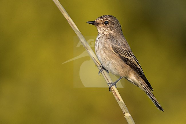 Spotted Flycatcher (Muscicapa striata) perched on a small branch in Italy. stock-image by Agami/Daniele Occhiato,