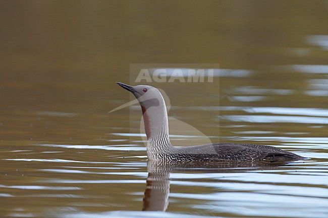 Roodkeelduiker, Red-throated Loon, Gavia stellata stock-image by Agami/Jari Peltomäki,