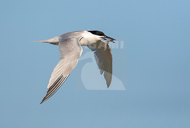 Adult Sandwich Tern (Sterna sandvicensis) with a fish in it’s bill flying towards the colony on Wadden island Texel in the Netherlands. stock-image by Agami/Marc Guyt,