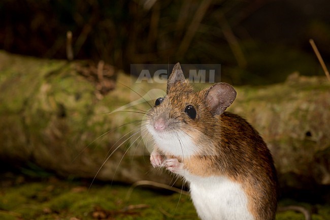Grote Bosmuis, Yellow-necked mouse, Apodemus flavicollis stock-image by Agami/Theo Douma,