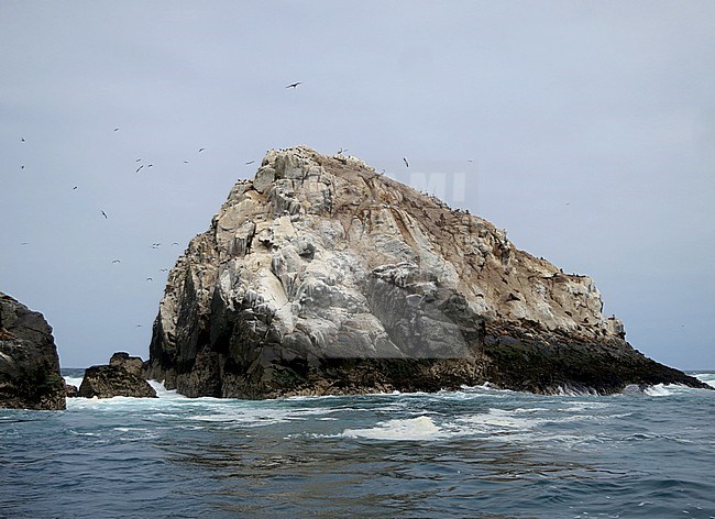 Seabid colony on a rocky island for the pacific coast of Lima, Peru. stock-image by Agami/Marc Guyt,