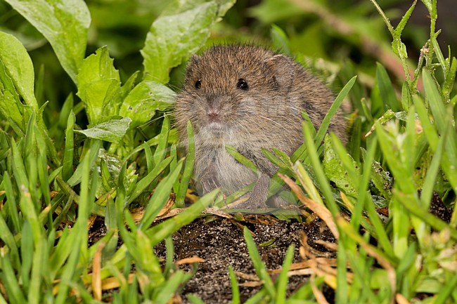Veldmuis in de vegetatie, Common Vole in the vegetation stock-image by Agami/Theo Douma,
