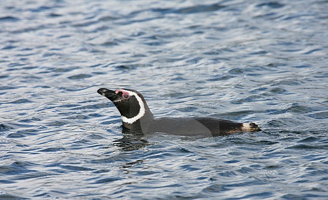Zwemmende Magelhaenpinguin; Swimming Magellanic Penguin stock-image by Agami/Marc Guyt,