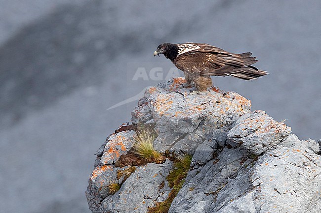 Bearded Vulture (Gypaetus barbatus), side view of a juvenile perched on a rock, Trentino-Alto Adige, Italy stock-image by Agami/Saverio Gatto,