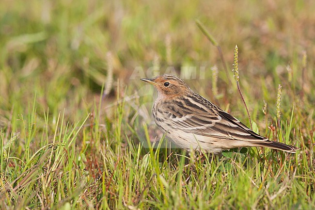 Red-throated Pipit - Rotkehlpieper - Anthus cervinus, Turkey stock-image by Agami/Ralph Martin,