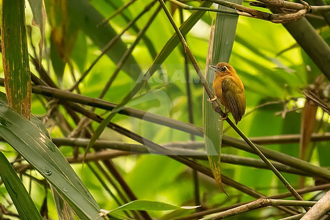 White browed Piculet, Sasia ochracea stock-image by Agami/Hans Germeraad,