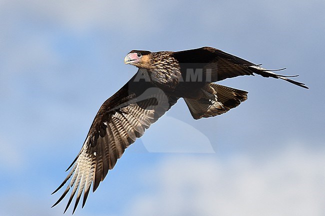 Southern Crested Caracara, Caracara plancus plancus, in Patagonia, Argentina. stock-image by Agami/Laurens Steijn,