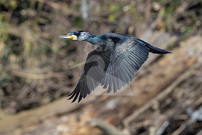 Great Cormorant (Phalacrocorax carbo sinensis), side view of an adult in flight, Campania, Italy stock-image by Agami/Saverio Gatto,
