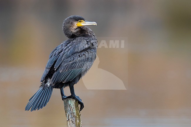 Great Cormorant (Phalacrocorax carbo ssp. sinensis) perched on a pole stock-image by Agami/Daniele Occhiato,