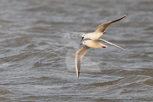 Two Slender-billed Gulls (Chroicocephalus genei) in flight. stock-image by Agami/David Monticelli,