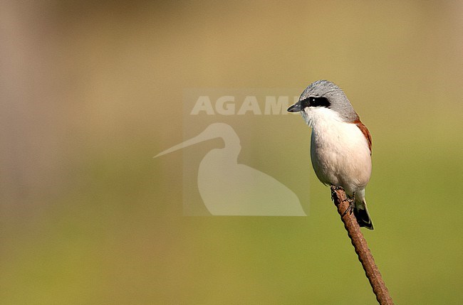 Adult Red-backed Shrike (Lanius collurio) perched on a iron pole stock-image by Agami/Roy de Haas,