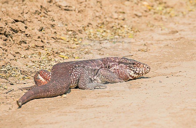 Red tegu (Salvator rufescens) in Paraguay. Tegus are common in the exotic pet trade due to their mostly docile nature. stock-image by Agami/Pete Morris,