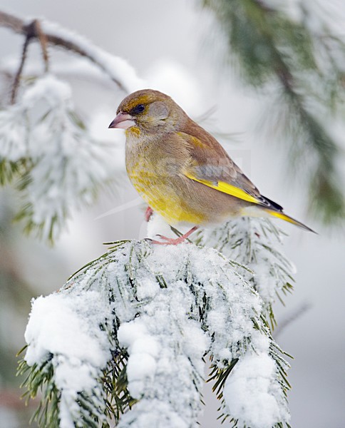 Groenling in de sneeuw; European Greenfinch perched on snow covered branch stock-image by Agami/Markus Varesvuo,