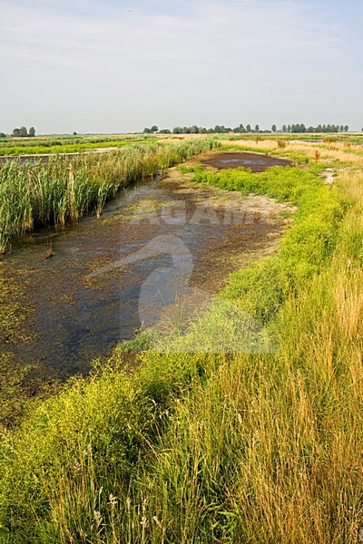 Groene Jonker, Zevenhoven, Netherlands stock-image by Agami/Marc Guyt,