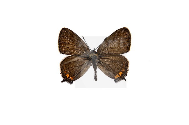 Black Hairstreak, Pruimenpage, Satyrium pruni stock-image by Agami/Wil Leurs,