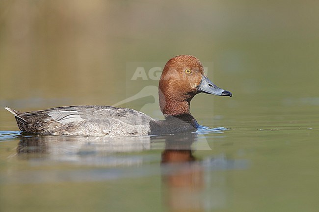 Adult male Redhead (Aythya americana)
Kamloops, British Colombia
June 2015 stock-image by Agami/Brian E Small,