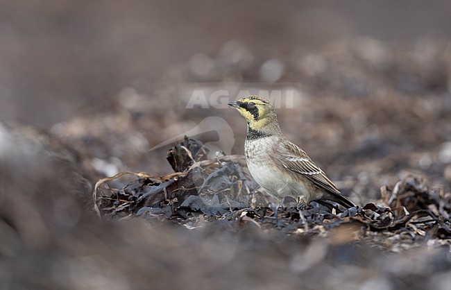 Horned Lark (Eremophila alpestris ssp.flava) walking on beach at Vedbæk, Denmark stock-image by Agami/Helge Sorensen,