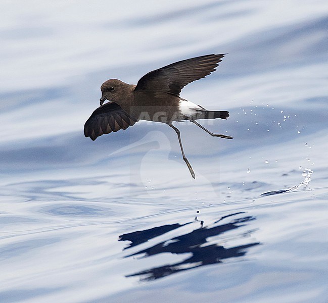 Wilson's Storm Petrel (Oceanites oceanicus) off Madeira. One of the most abundant bird species in the world. stock-image by Agami/Marc Guyt,