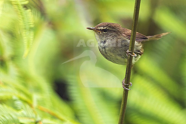 Aberrant Bush Warbler (Horornis flavolivaceus) on Borneo, Malaysia. Sometimes split as Sunda Bush-Warbler (Horornis vulcanius). stock-image by Agami/Dubi Shapiro,