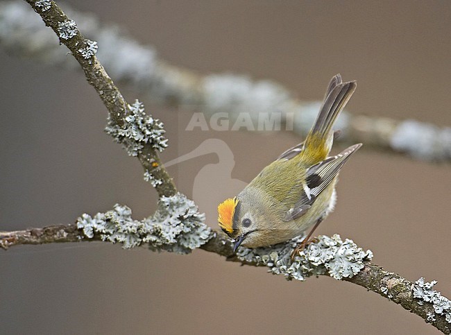 Curious Goldcrest (Regulus regulus) perched on branch in Finland. With erected crest. stock-image by Agami/Markus Varesvuo,