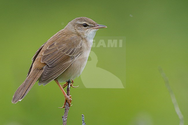 Middendorff's Grasshopper Warbler (Helopsaltes ochotensis) in Hokkaido, Japan. Also known as Locustella ochotensis. stock-image by Agami/Stuart Price,