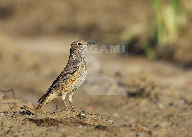 Onvolwassen vrouwtje Rode Rotslijster; Immature female Rufous-tailed Rock Thrush stock-image by Agami/Markus Varesvuo,