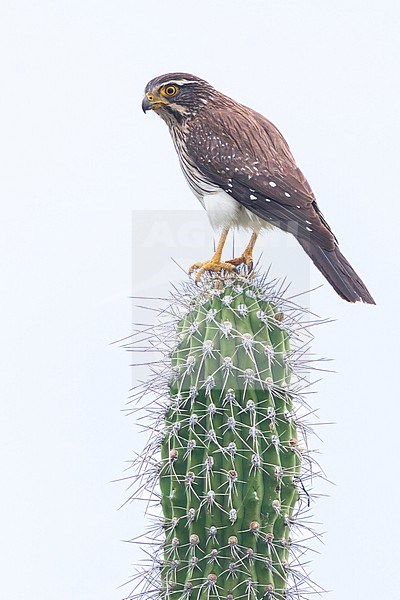 Spot-winged Falconet (Spiziapteryx circumcincta) Perched on top of a cactus in Argentina stock-image by Agami/Dubi Shapiro,
