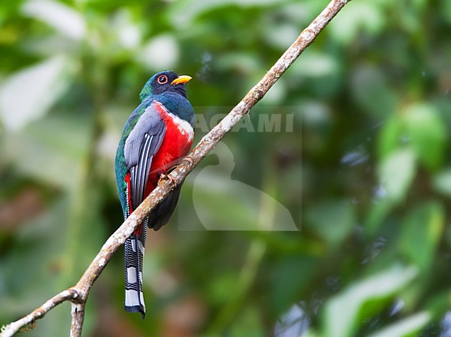 Maskertrogon, Masked Trogon, Trogon personatus stock-image by Agami/Marc Guyt,
