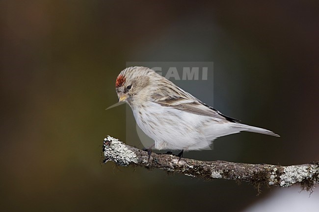 Witstuitbarmsijs in de winter; Arctic Redpoll in winter stock-image by Agami/Arie Ouwerkerk,