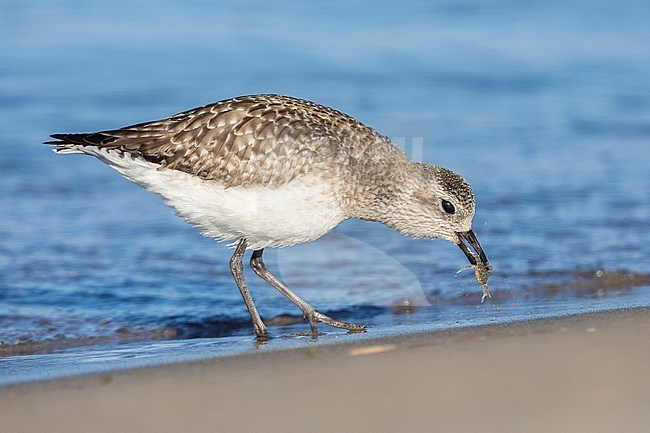 Grey Plover (Pluvialis squatarola), side view of an individual catching a crab, Campania, Italy stock-image by Agami/Saverio Gatto,