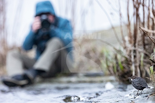 Dipper with bird photographer in the background stock-image by Agami/Menno van Duijn,