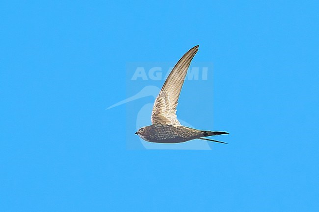 White-rumped Swift (Apus caffer) flying against a blue sky as a background, Spain stock-image by Agami/Tomas Grim,