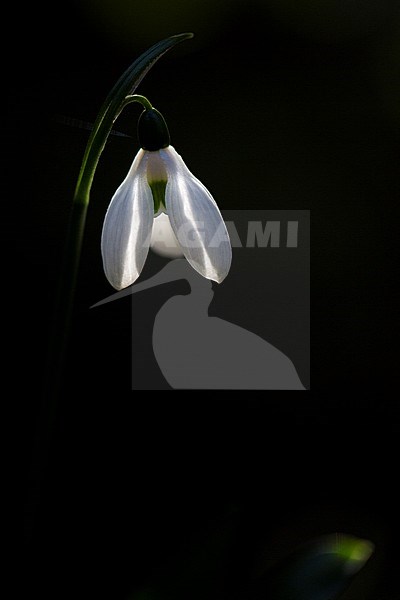 Green Snowdrop, Galanthus ikariae stock-image by Agami/Wil Leurs,