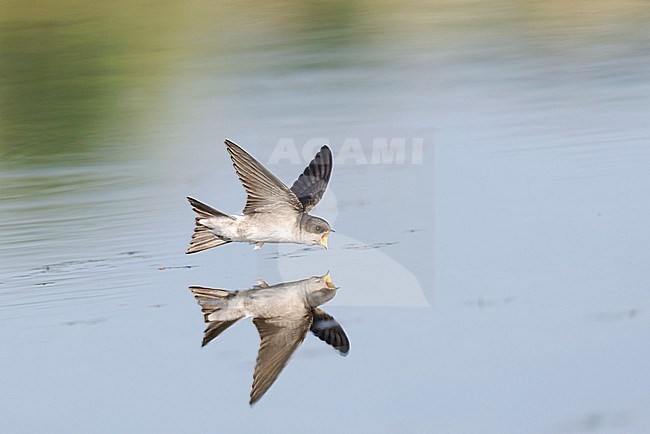 Drinking and foraging juvenile Common House Martin (Delichon urbicum) on a very hot weather summer day, skimming water surface by flying fast and very low with its bill wide open. Surface of the water is very smooth and calm and creating a reflection and mirror image of the bird stock-image by Agami/Ran Schols,