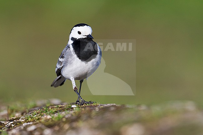 White Wagtail - Bachstelze - Motacilla alba ssp. alba, Germany stock-image by Agami/Ralph Martin,